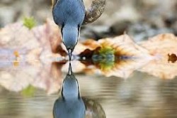 Chipurile sunt oglinzi