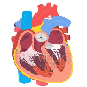 Valvele cardiace sintetice, invenția care ajută chirurgii să-și exerseze tehnica