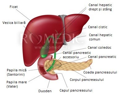 Activitatea glicolitică - un nou indicator al cancerului de ficat