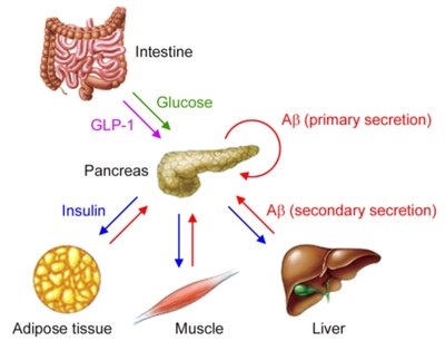 Peptidele beta-amiloid, asociate cu boala Alzheimer, sunt secretate inclusiv de unele țesuturi periferice